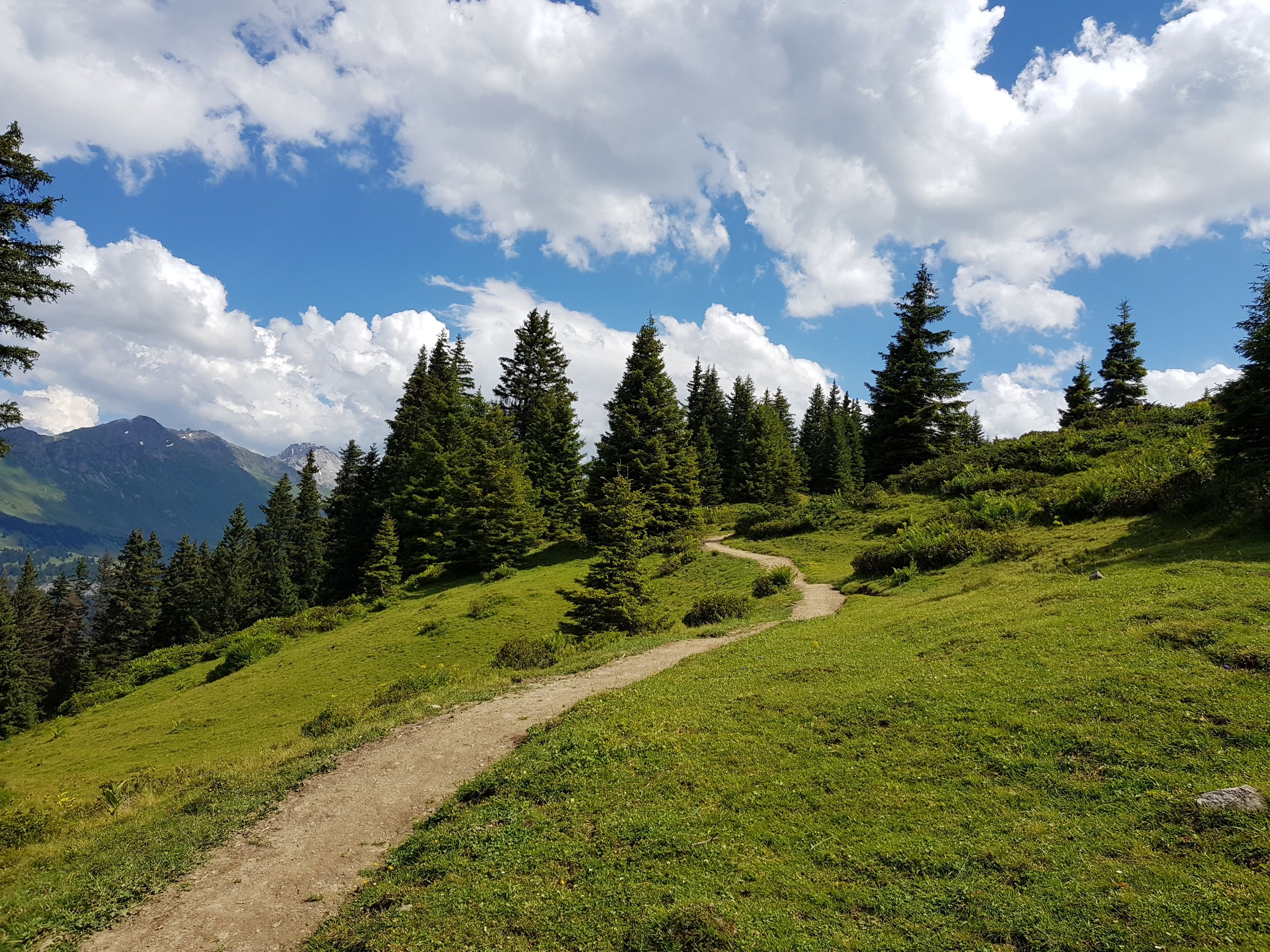 Pendakian santai yang menyenangkan di Chur dengan jalur pendakian, marten, dan rumput hijau.