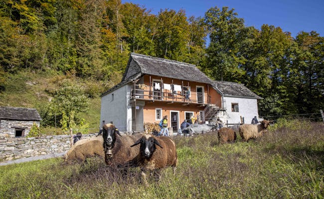Bauernhaus mit Tieren (Foto: Ballenberg)