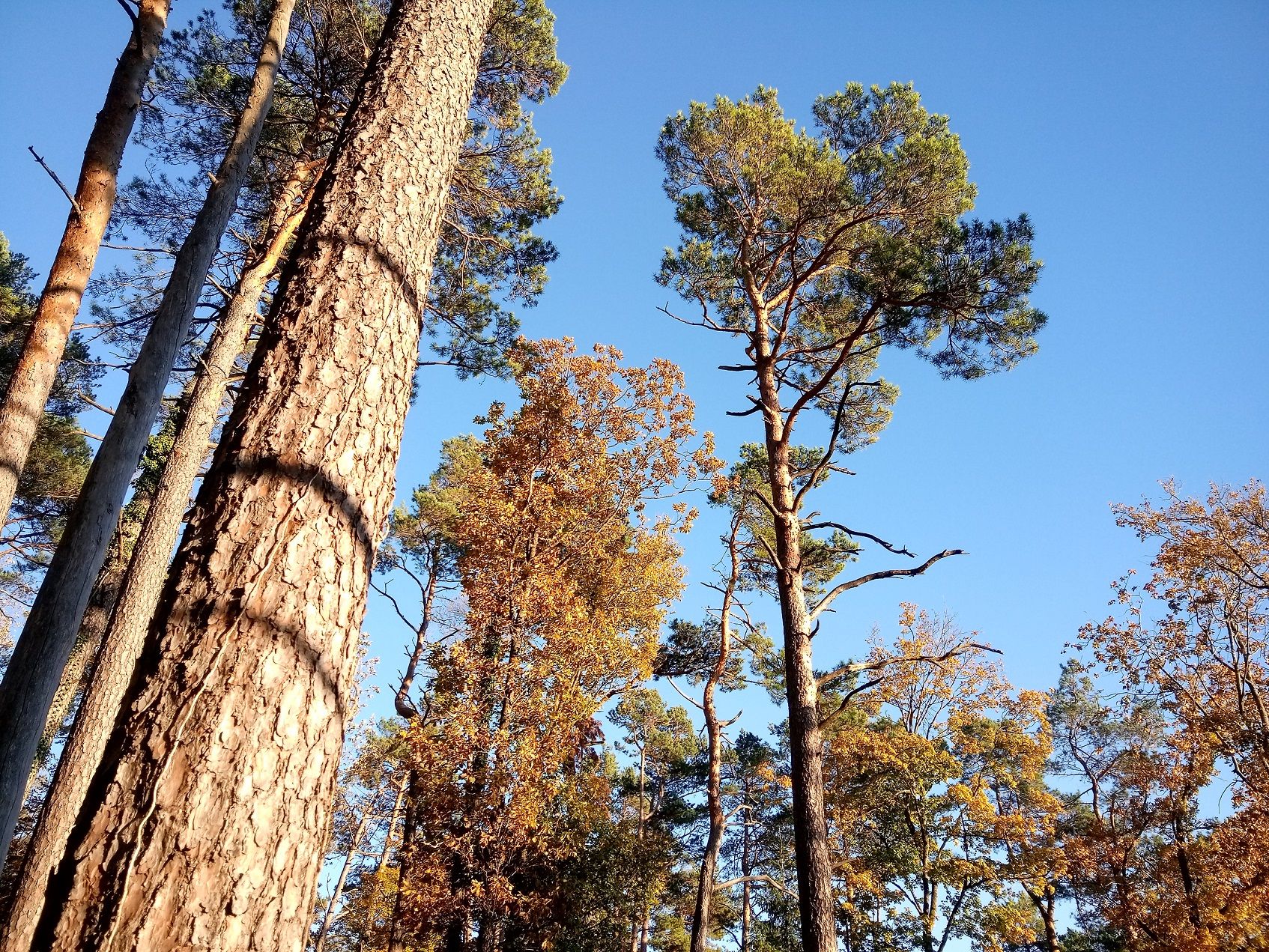 Wandeling door naaldbomen in Jurapark – natuur, herfst, bos, ontspanning