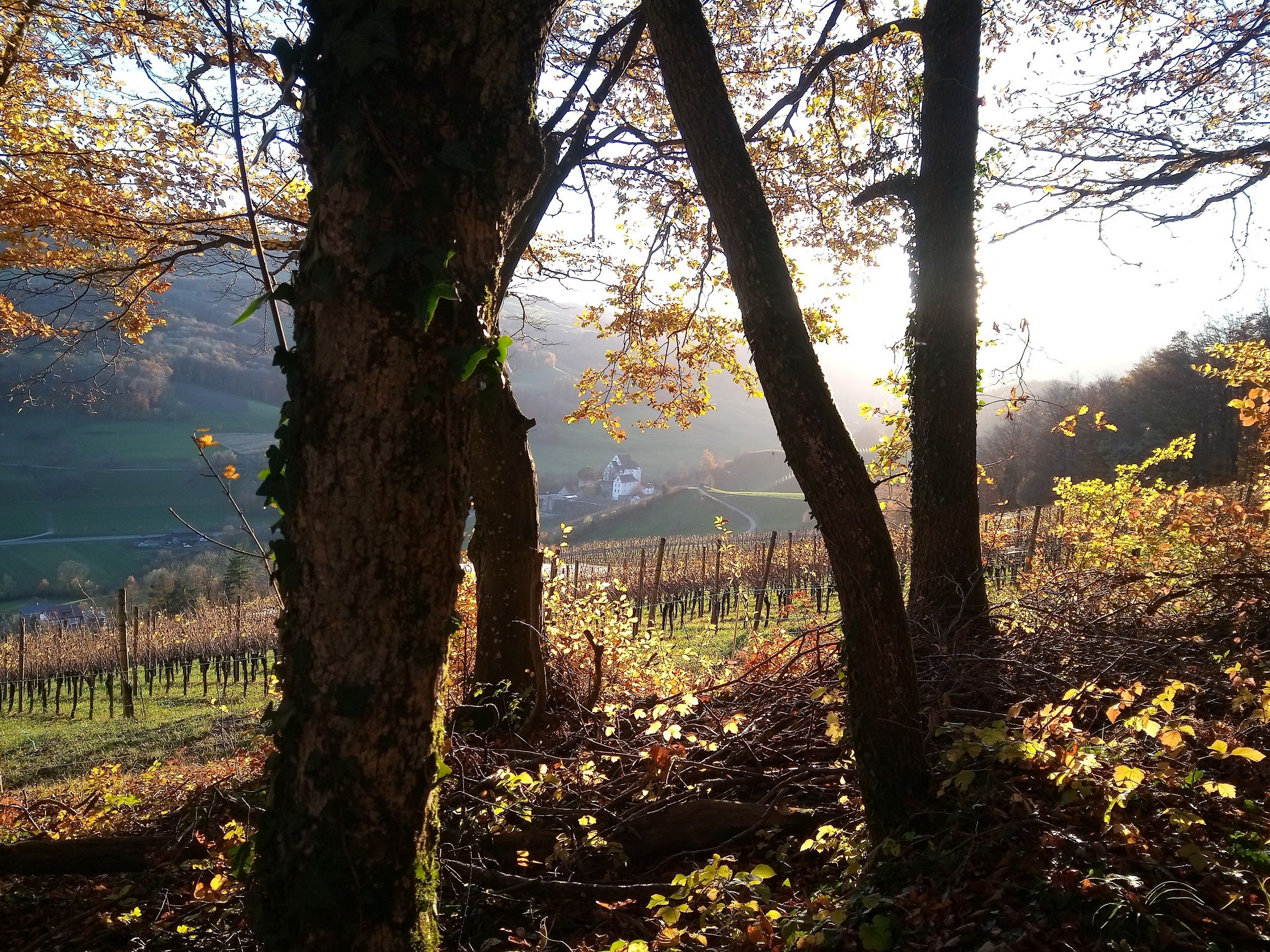 Caminhada pelo Vinho: Desfruta da atmosfera de outono nas vinhas do Parque Jura de Oberflachs.