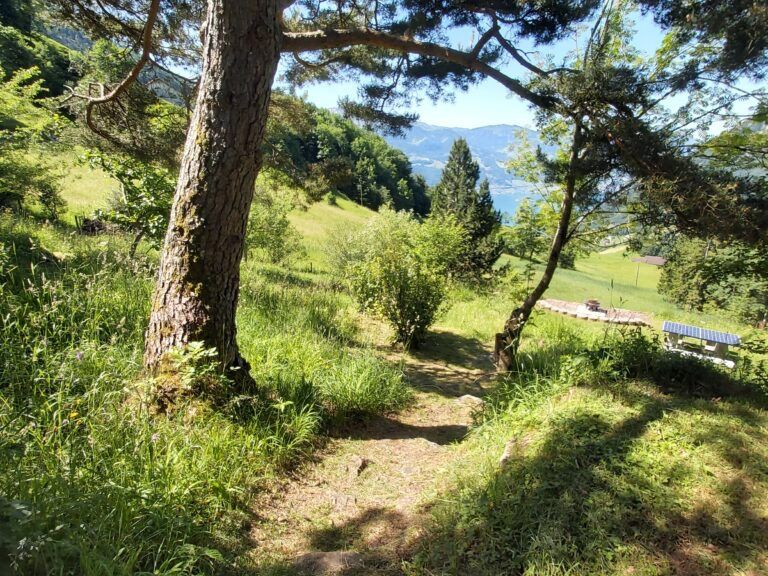 Pouring concrete on the Rigi in 2023, surrounded by green grass and trees.