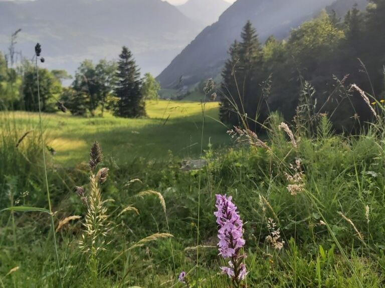 Meadow of flowers on Rigi with colorful plants and a view into the valley.