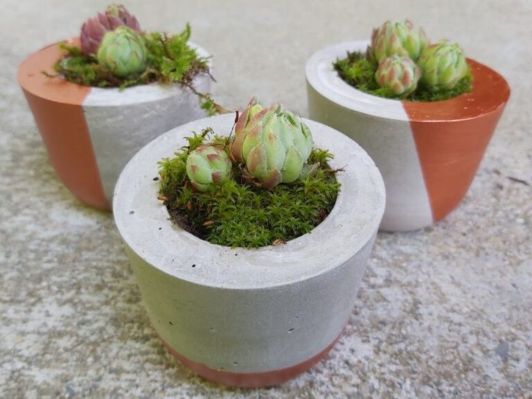 Concrete plants in decorative pots, planted with succulents and moss.
