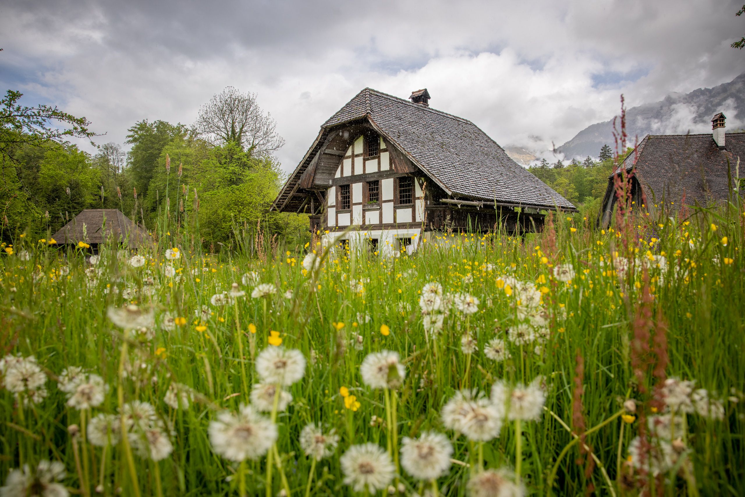 巴伦贝格：春天盛开的草地上，一座传统的瑞士木屋的景象。