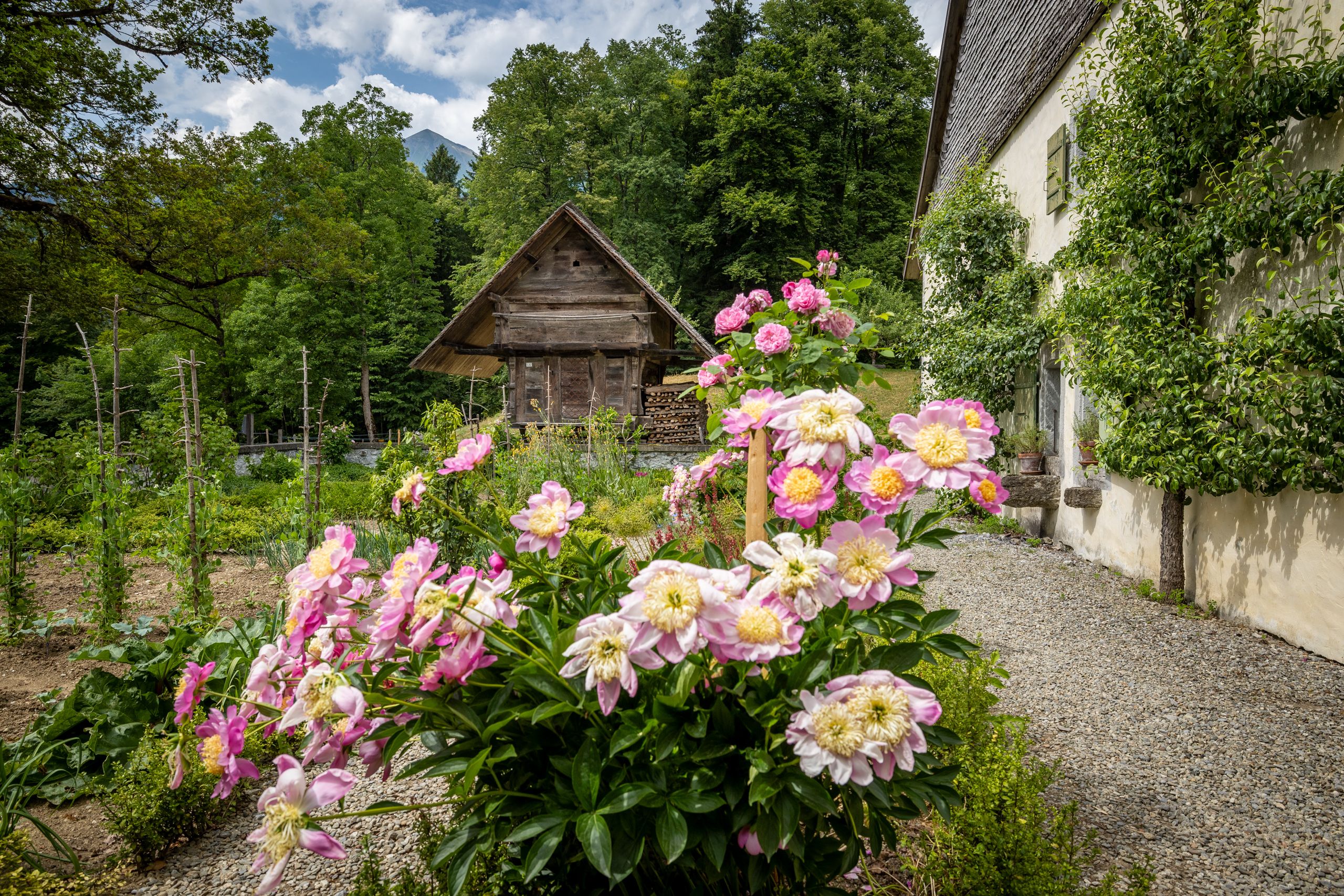 巴伦贝格：在历史建筑背景下的花园中，欣赏自然与文化的绚丽花卉。