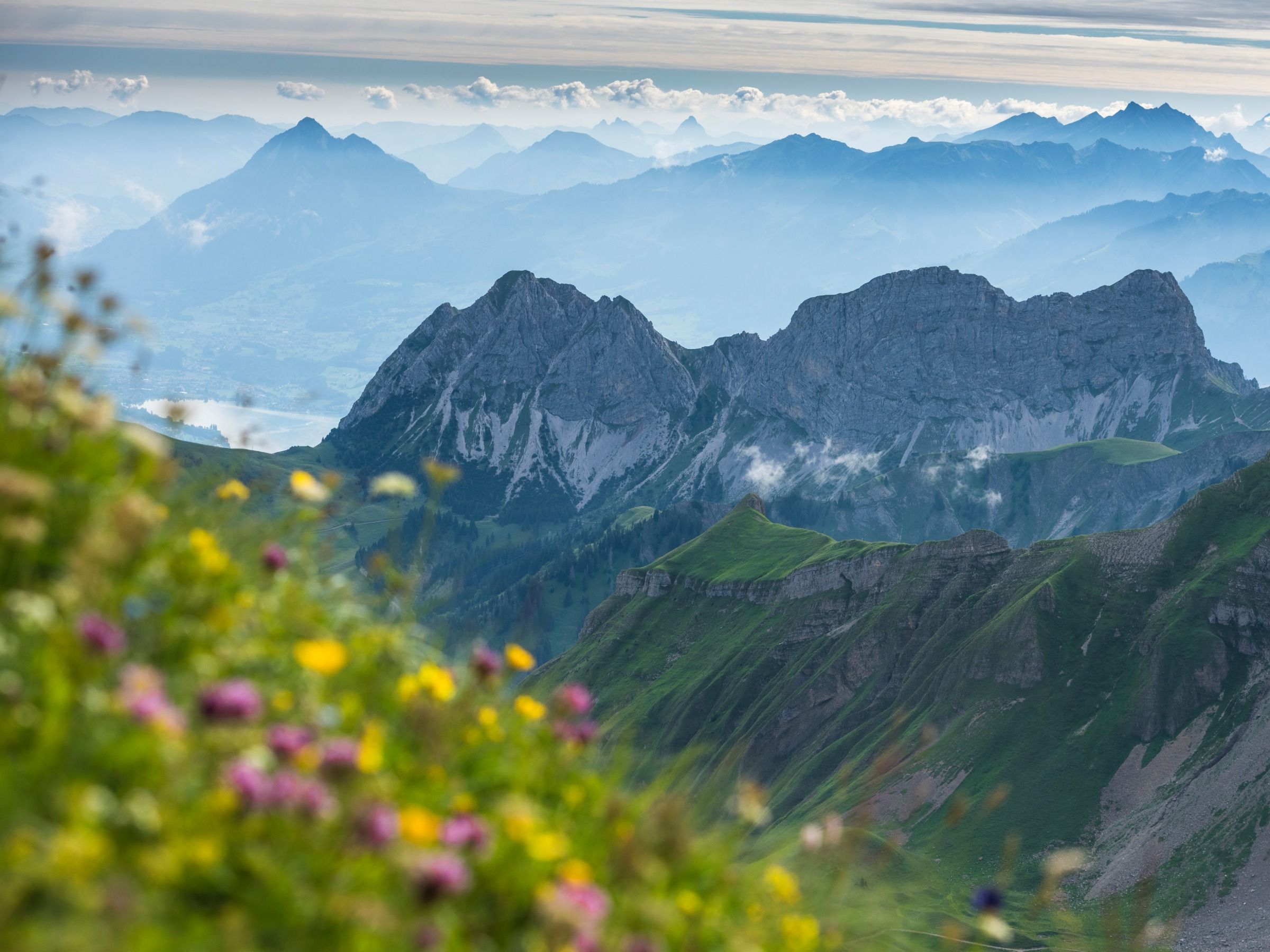 엔틀부흐 생물권, 꽃이 있는 산악 풍경을 보여줍니다.