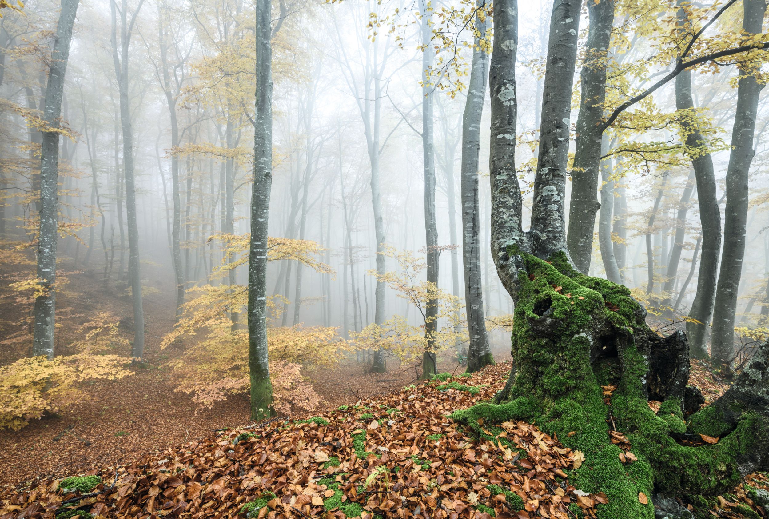 Zamlžený podzimní les ve Švýcarsku s barevným listím a mlhou.