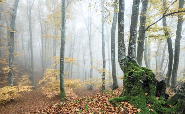 Nebliger Herbstwald (Foto: Schweiz Tourismus Martin Maegli)