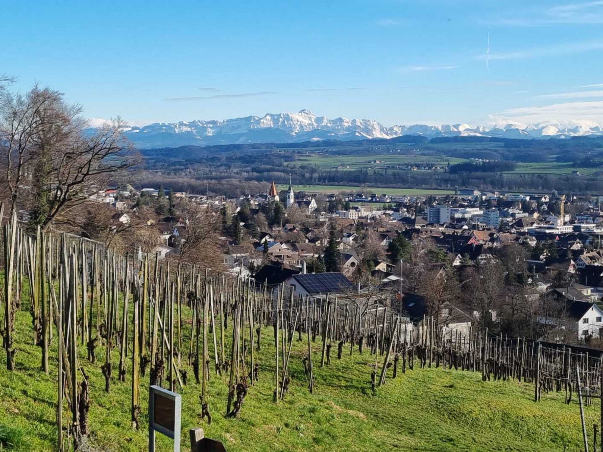 Krajina: Pohled na vinice na hory za jasného letního počasí v malebném prostředí.