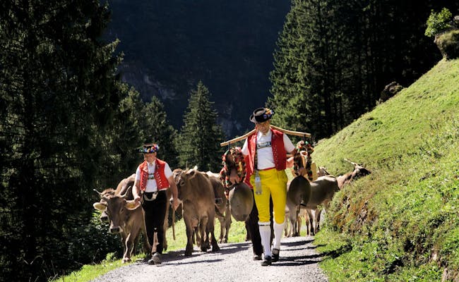 Ascenso de ganado con vacas y portadores de trajes tradicionales en Appenzell.