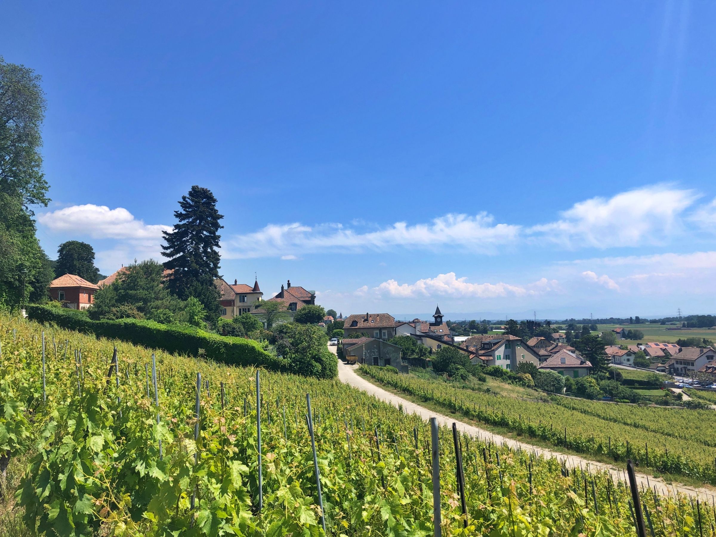 Vårcykeltur med utsikt över vinodlingar och byar vid Genèvesjön.