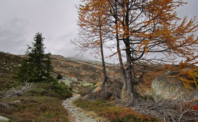Bicicleta de montanha na Rota Grimsel 772, paisagem de outono com árvores e pedras.