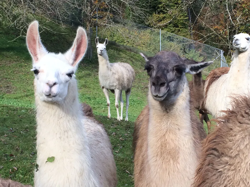Lama und Alpaka Trekking Wolhusen Lama Trekking [Wolhusen](https://lamatrekking-wolhusen.ch/)