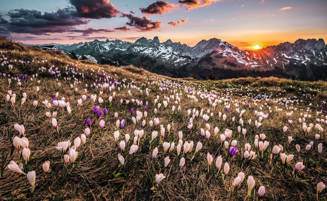 Zweisimmen : Printemps avec des fleurs épanouies et un coucher de soleil spectaculaire dans les montagnes.