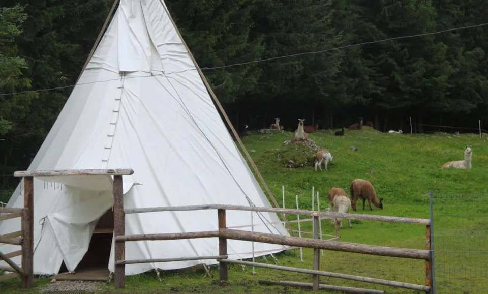 Lama und Alpaka Trekking Alp Stillaub