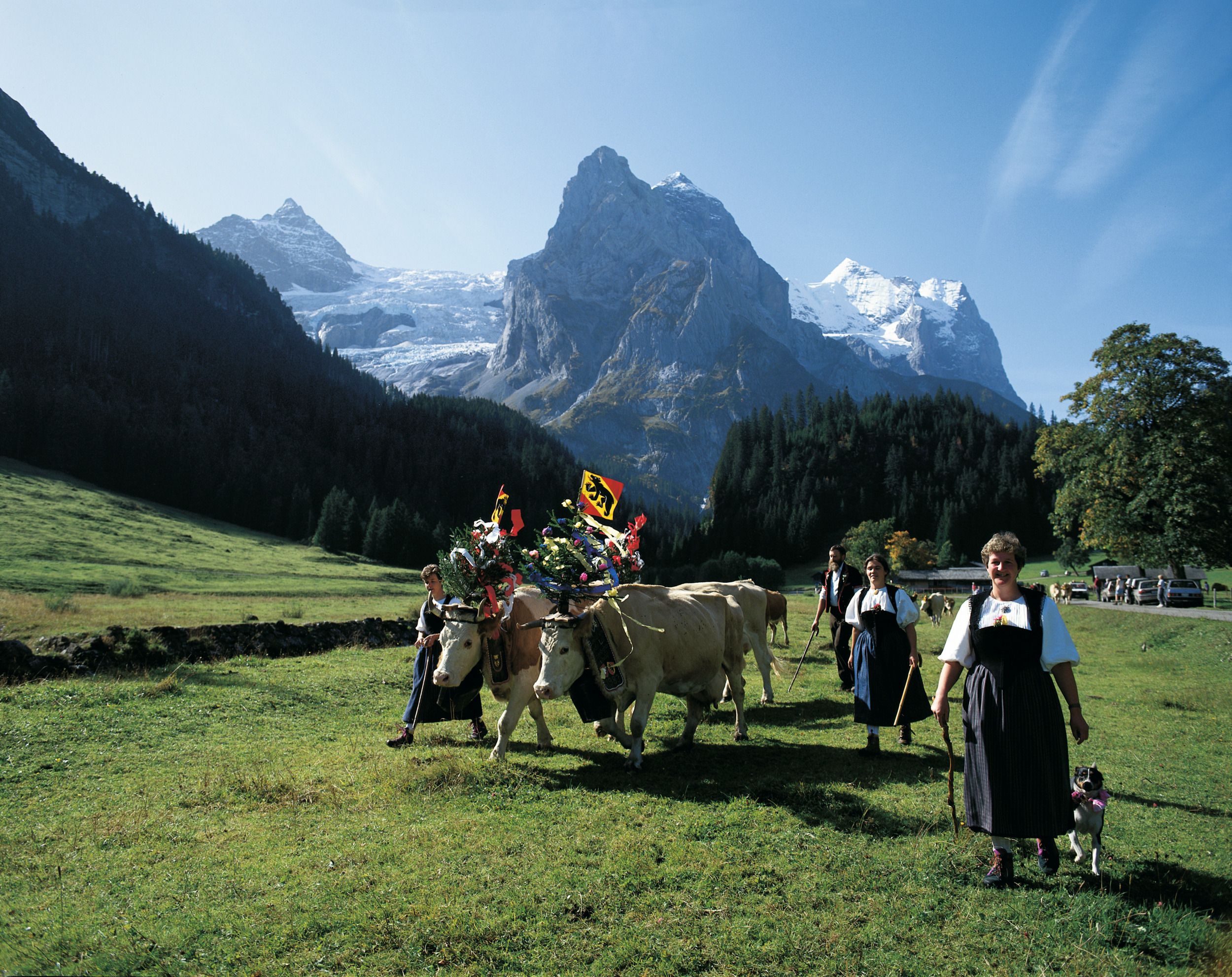 Sjíždění z alpské pastviny s kravskou stádou ve Švýcarsku, horská krajina se sněhem