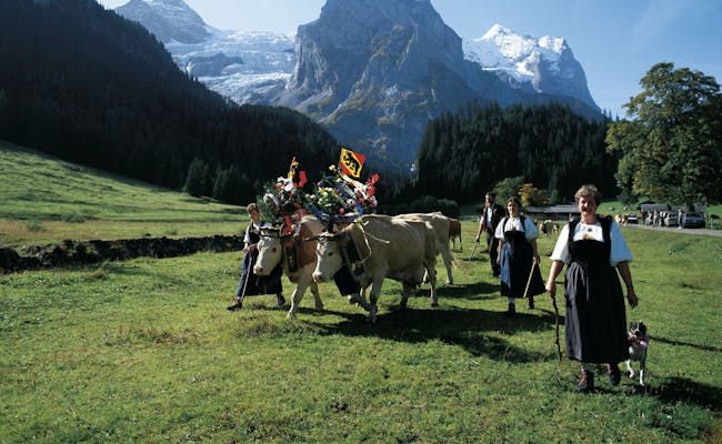 Alpabzug con manada de vacas en Suiza, paisaje montañoso con nieve