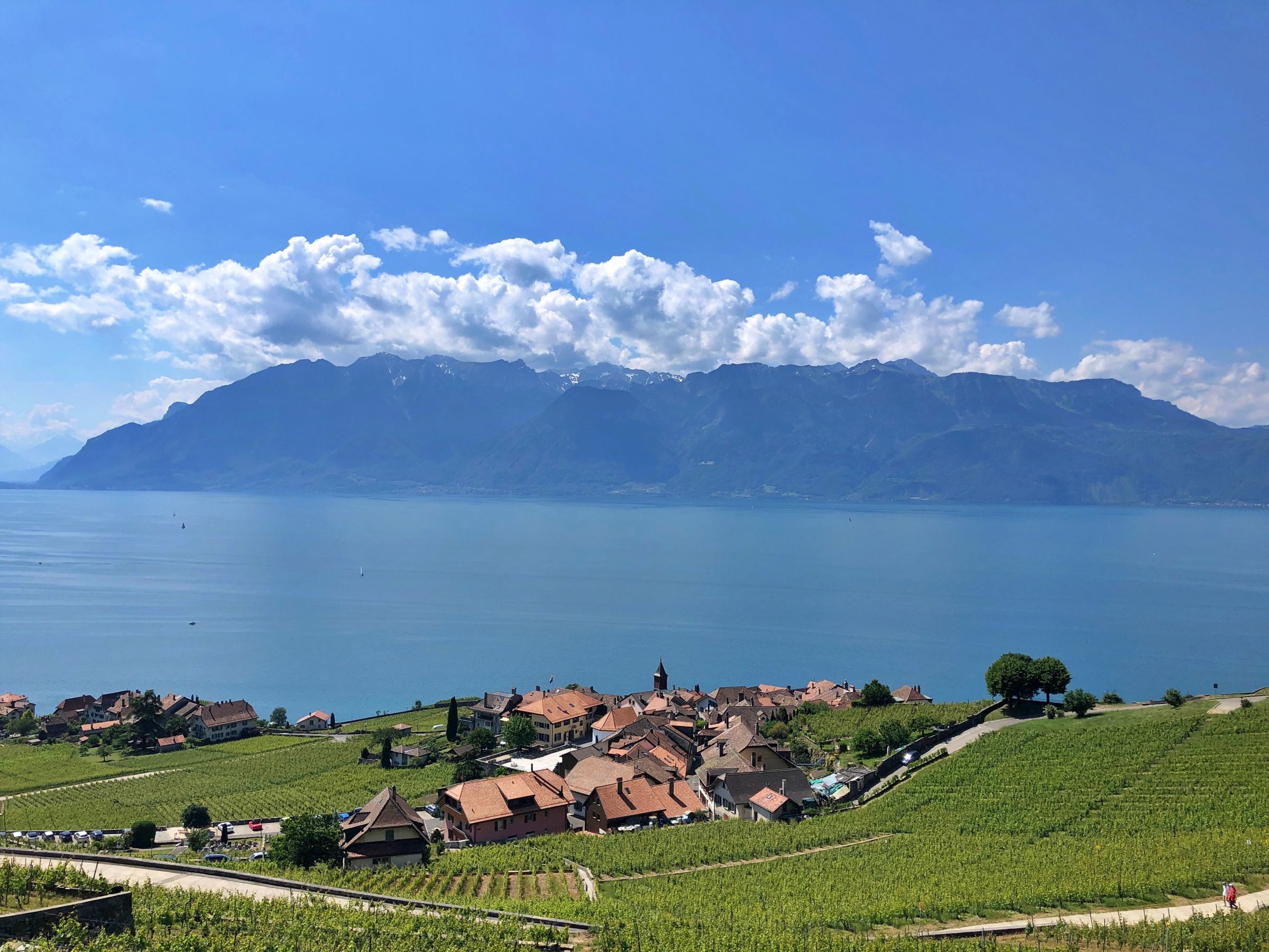 Vårcykeltur i Lavaux, cyklar genom vinbergen med utsikt över Genevesjön.