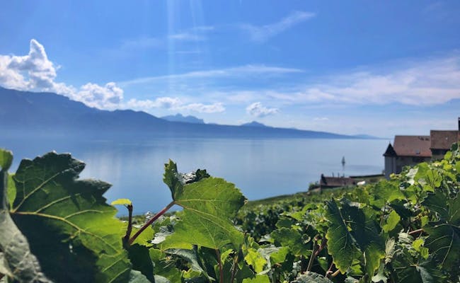 Lavaux vineyards on Lake Geneva