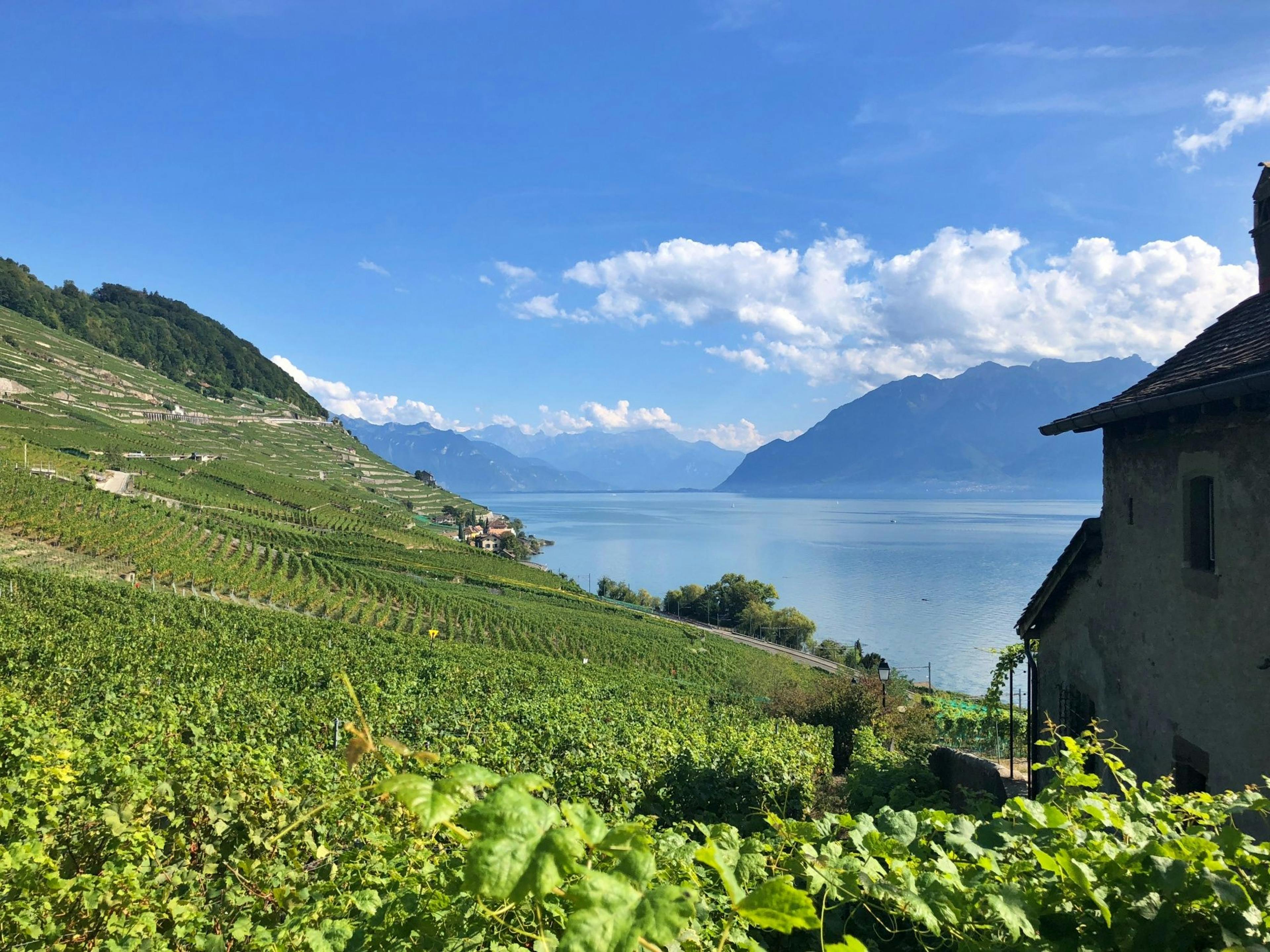 Lavaux: Paisagem vinícola pitoresca à beira do Lago de Genebra com montanhas ao fundo e vista clara do céu.