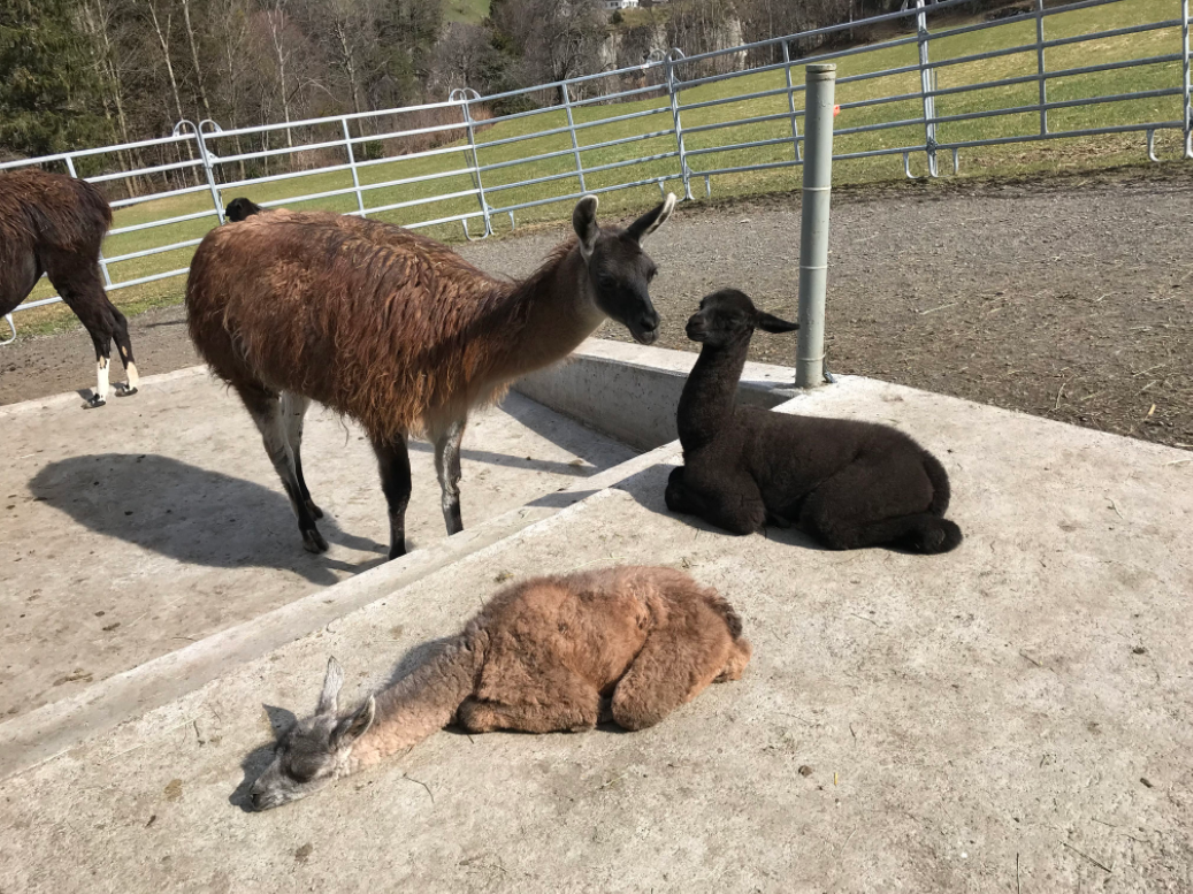 Lama i alpaki przed stodołą w Bristenlama, 2023.