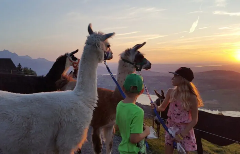 Lama und Alpaka Trekking Rigi Lama 