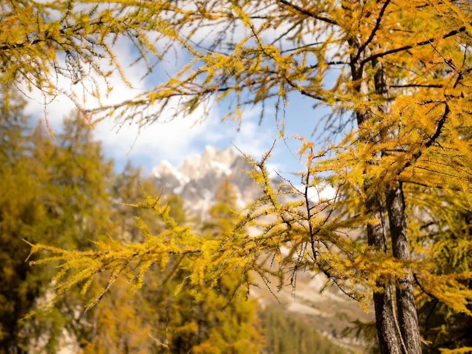 Lärche Engadin