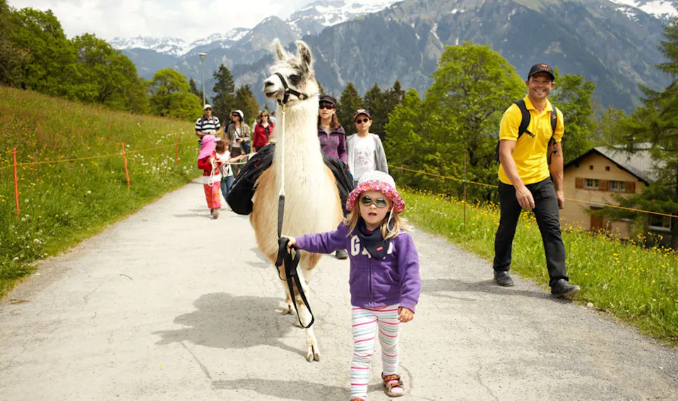 Lama und Alkapa Trekking Märchenhotel Braunwald