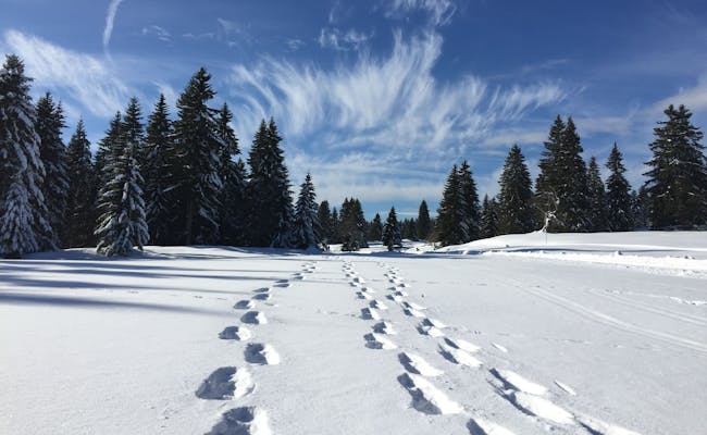 Snowshoeing in the snow, tracks in the winter forest, clear skies