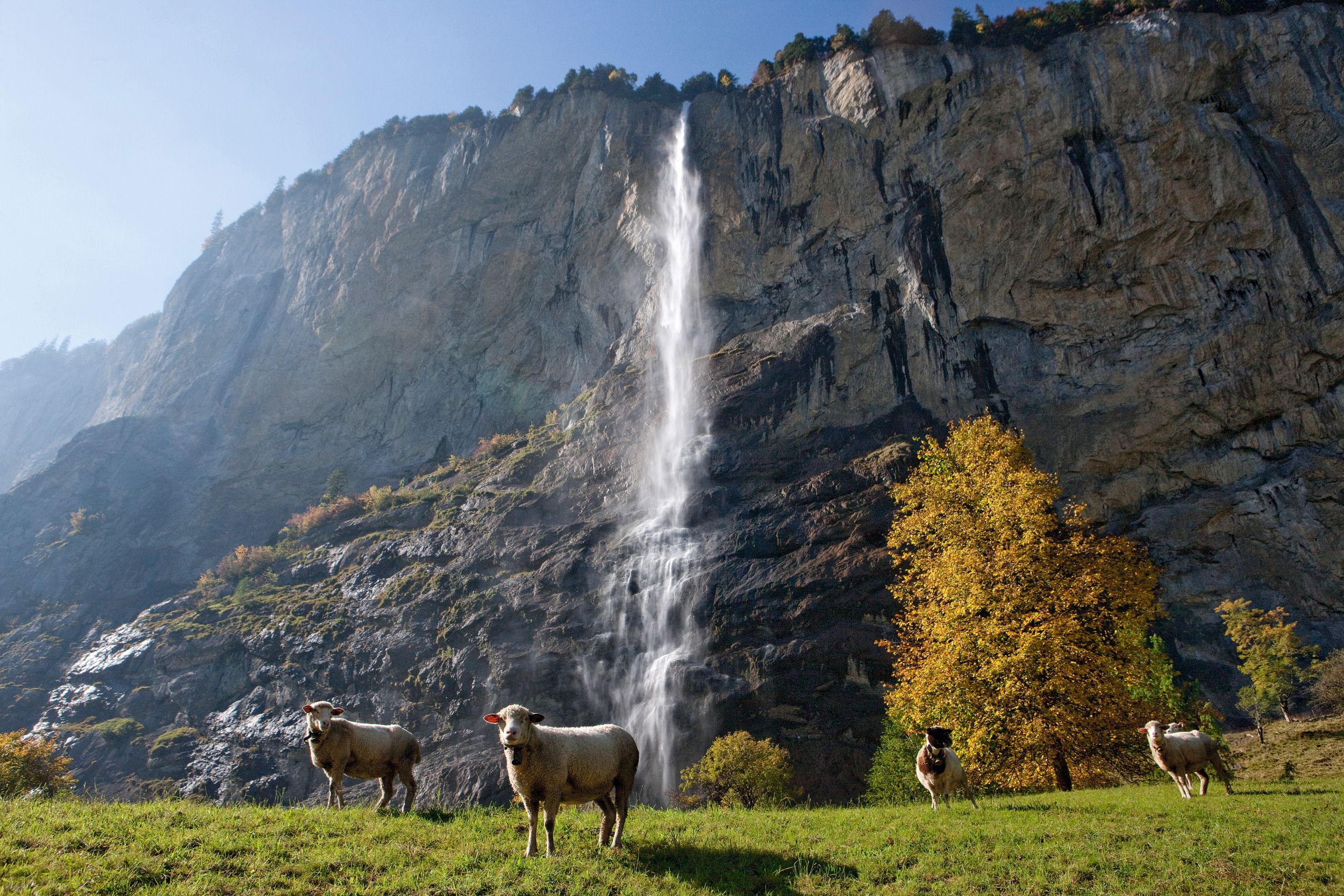Vodopád Lauterbrunnen s kravami mezi podzimními stromy