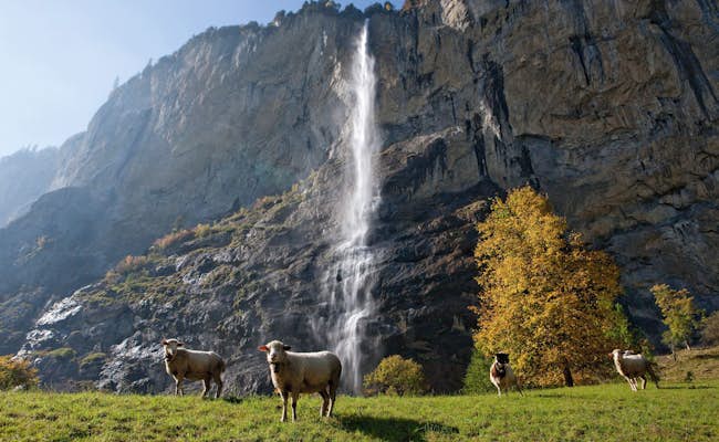 Chute d'eau de Lauterbrunnen (photo : Suisse Tourisme Christof Sonderegger)