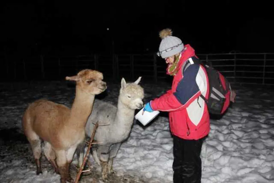 Lama und Alkapa Trekking Tiererlebnishof Urnäsch Tier Erlebnishof Urnäsch 