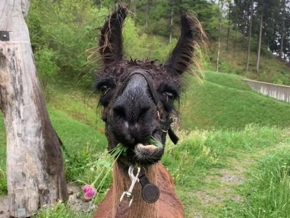 Lama und Alkapa Trekking am Triesenberg