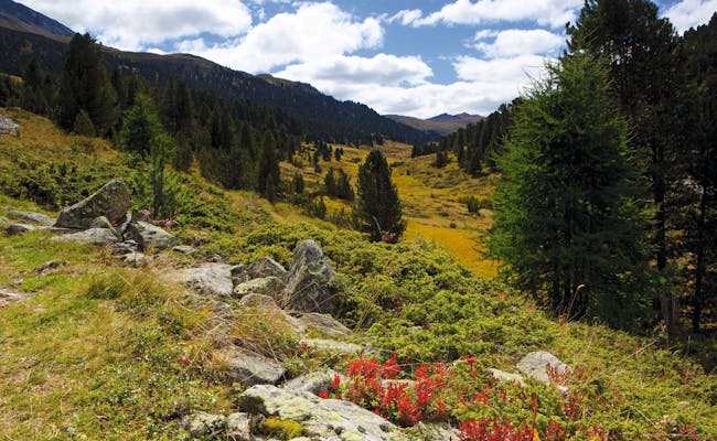Parque Nacional S-Charl: paisaje hermoso con montañas, bosques y rica flora, ideal para caminatas.