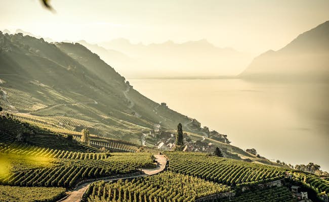 Patrimoine mondial de l'UNESCO Lavaux (photo : Suisse Tourisme Andre Meier)