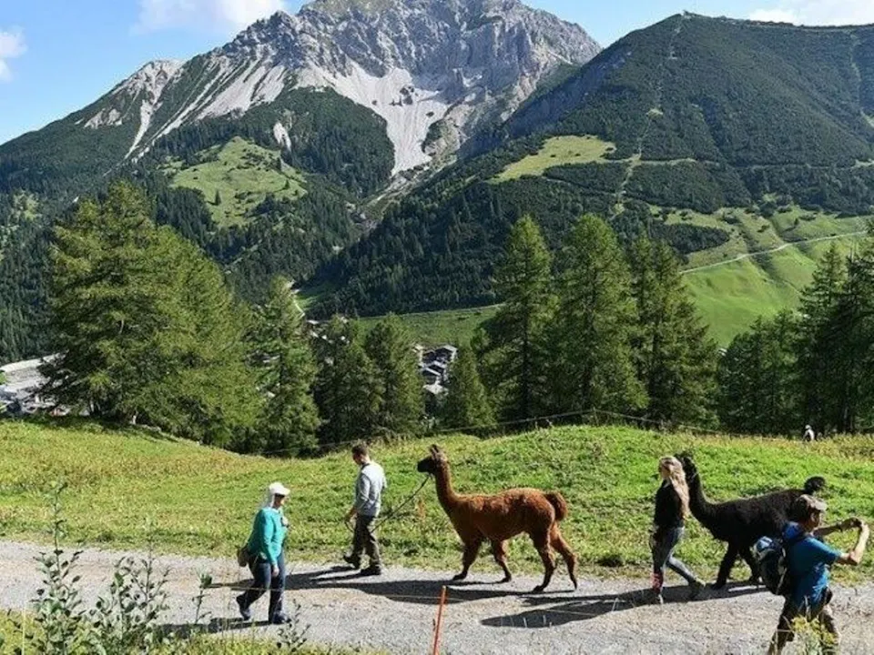 Lama und Alkapa Trekking am Triesenberg