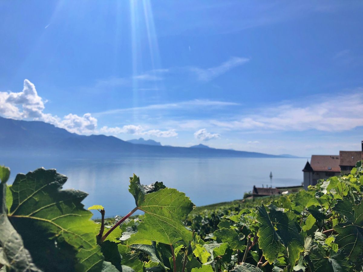 ทะเลสาบเจนีวา: ไร่องุ่นที่สวยงามในลาวอซ์ มองเห็นทะเลสาบและภูเขา