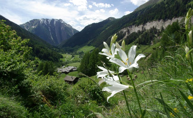 Parco paesaggistico Binntal con fiori bianchi, prati verdi e montagne sullo sfondo
