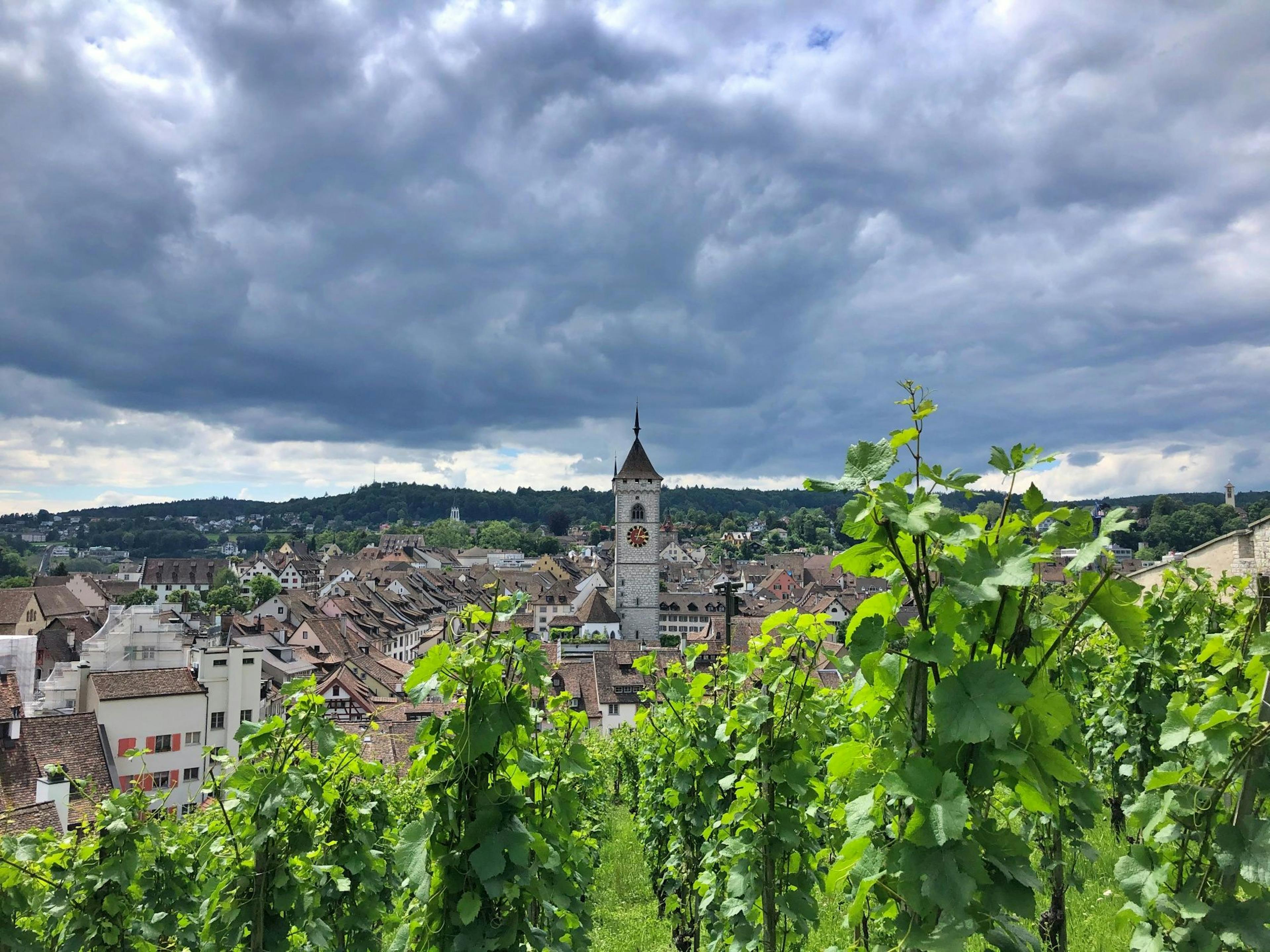 Schaffhausen: Übersicht der Stadt mit Weinbergen und historischem Turm, kulinarische Vielfalt erleben.