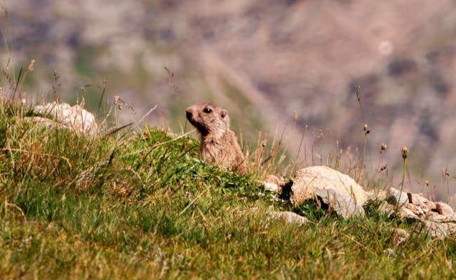 Observation de la faune (photo : Engadin Samnaun Val Müstair)