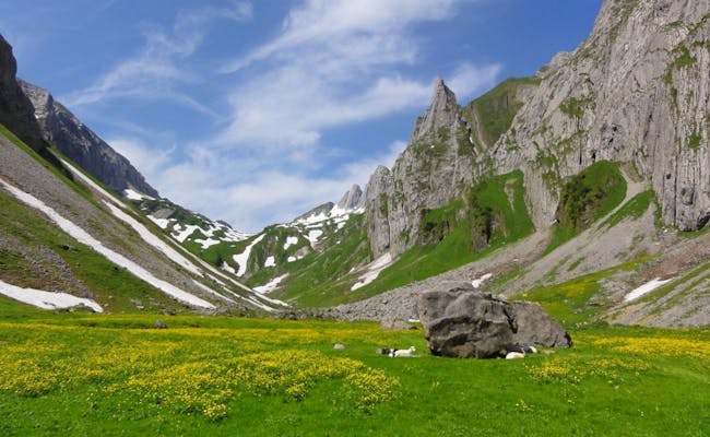 Experience Fälenalp: green meadows and impressive mountains in the Alpstein during summer.
