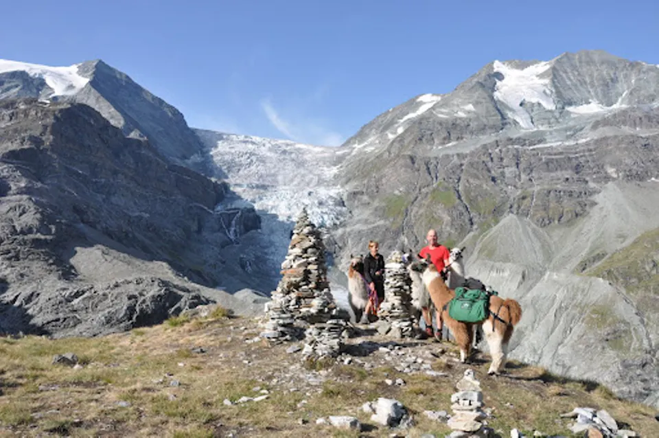 Lama und Alpakatrekking Lama del Rio