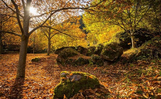 Bosque de otoño en Murgtal con colores brillantes y árboles en flor.