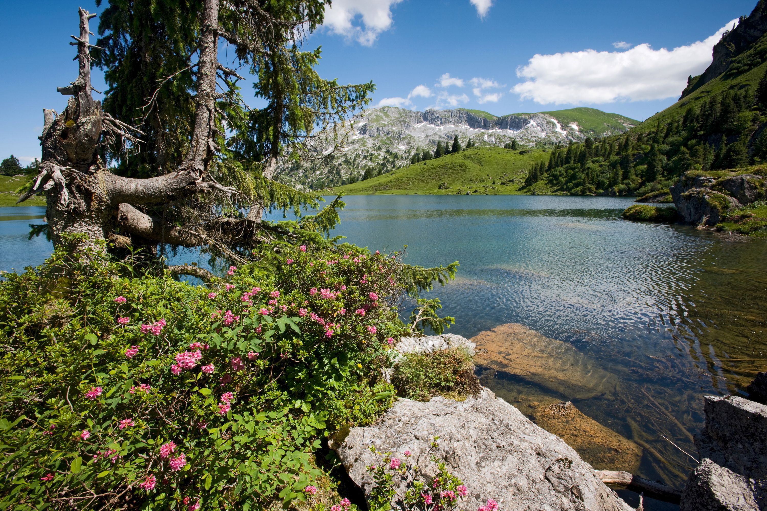 다임티탈 자연공원, 꽃이 만발한 호수, 산과 숲에 둘러싸여 있습니다.