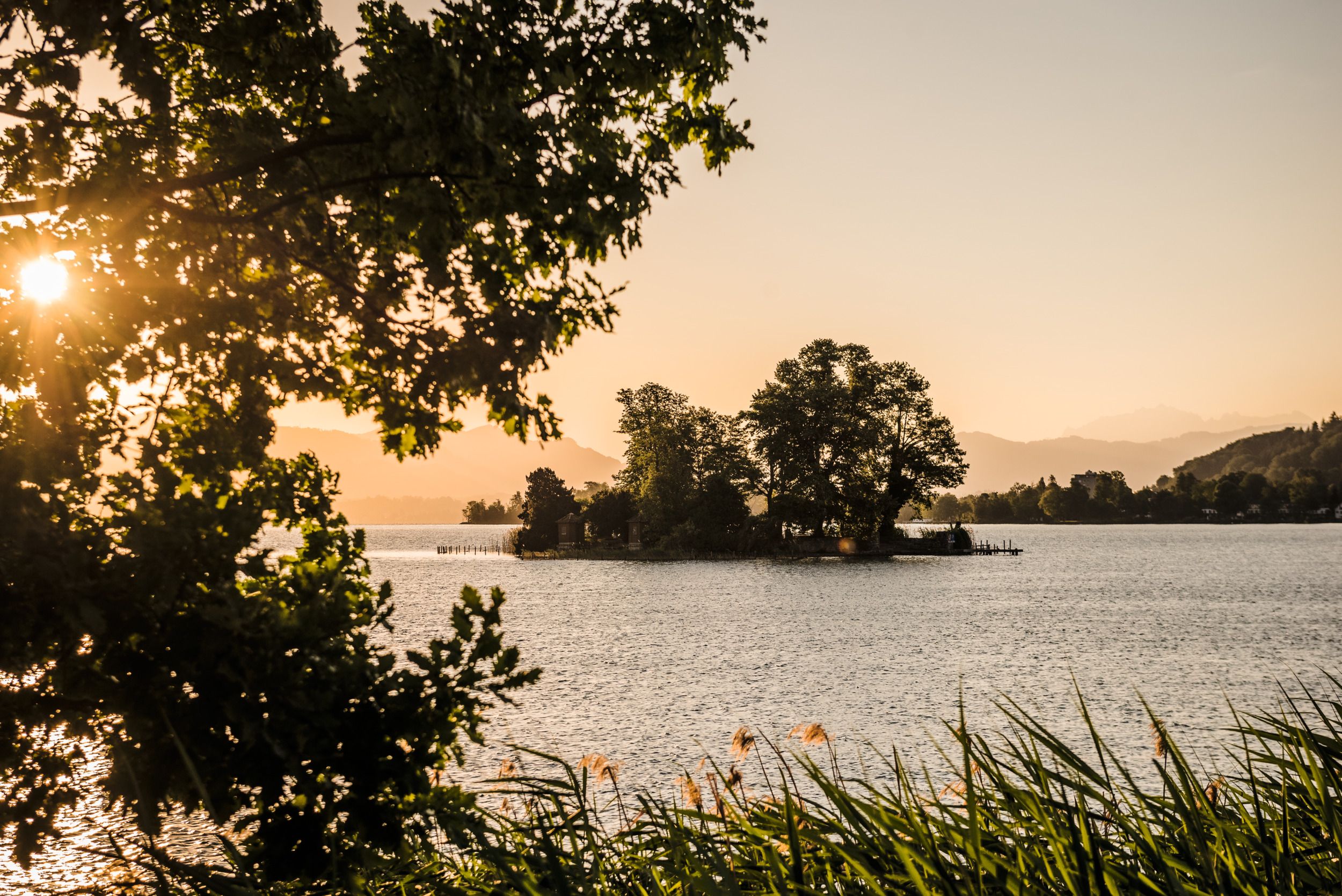 Eiland Richterswil in de zomer toont een idyllisch natuurlandschap aan het Zugermeer met bomen en lichtspel.