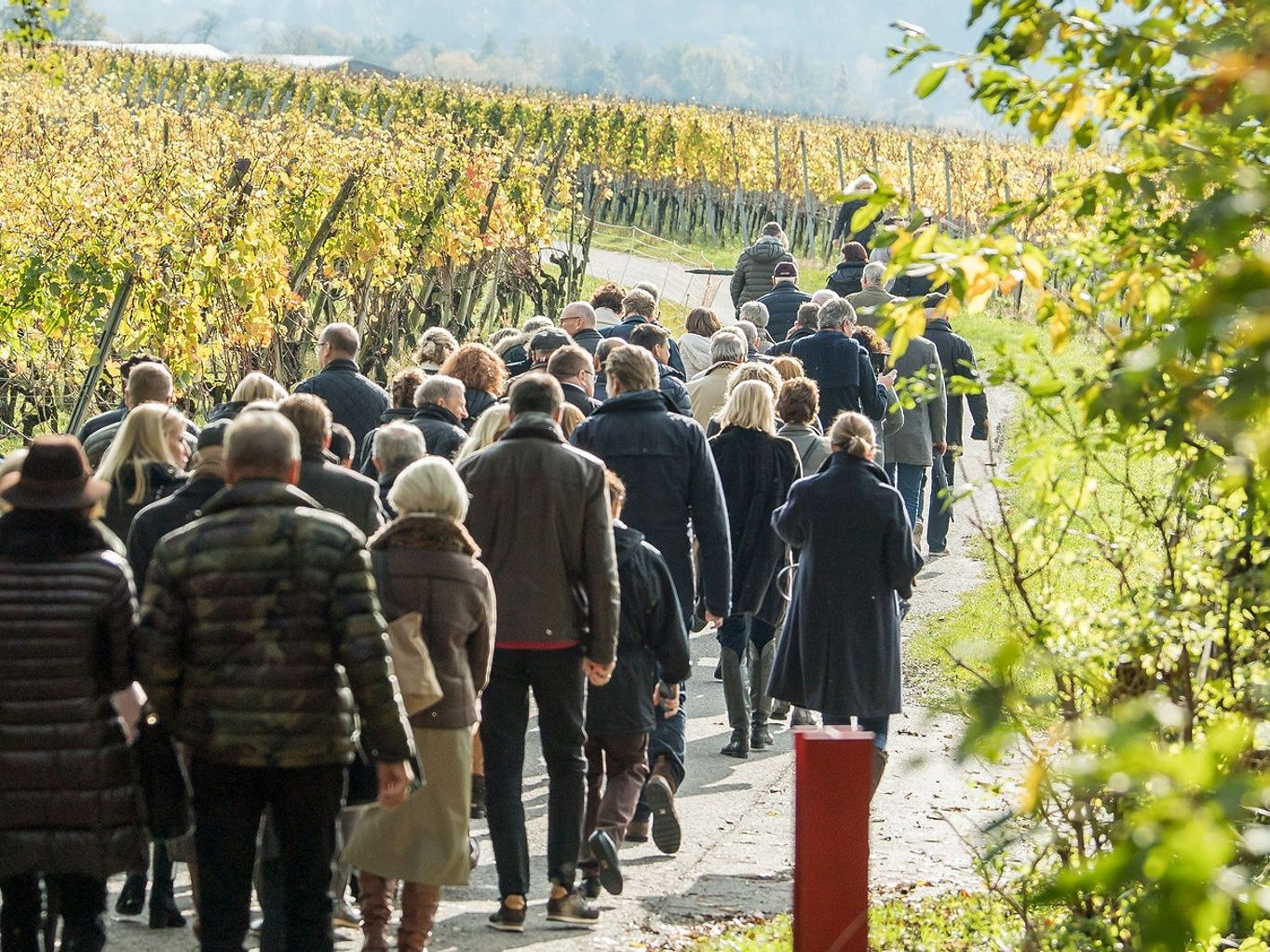 Weintour: Gruppe bei einer Wanderung durch Weinberge in der Natur, herbstliche Umgebung.