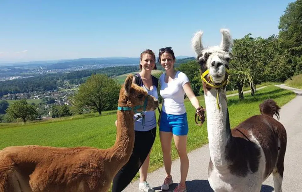 Lama und Alpaka Trekking Alpaka am Berg 