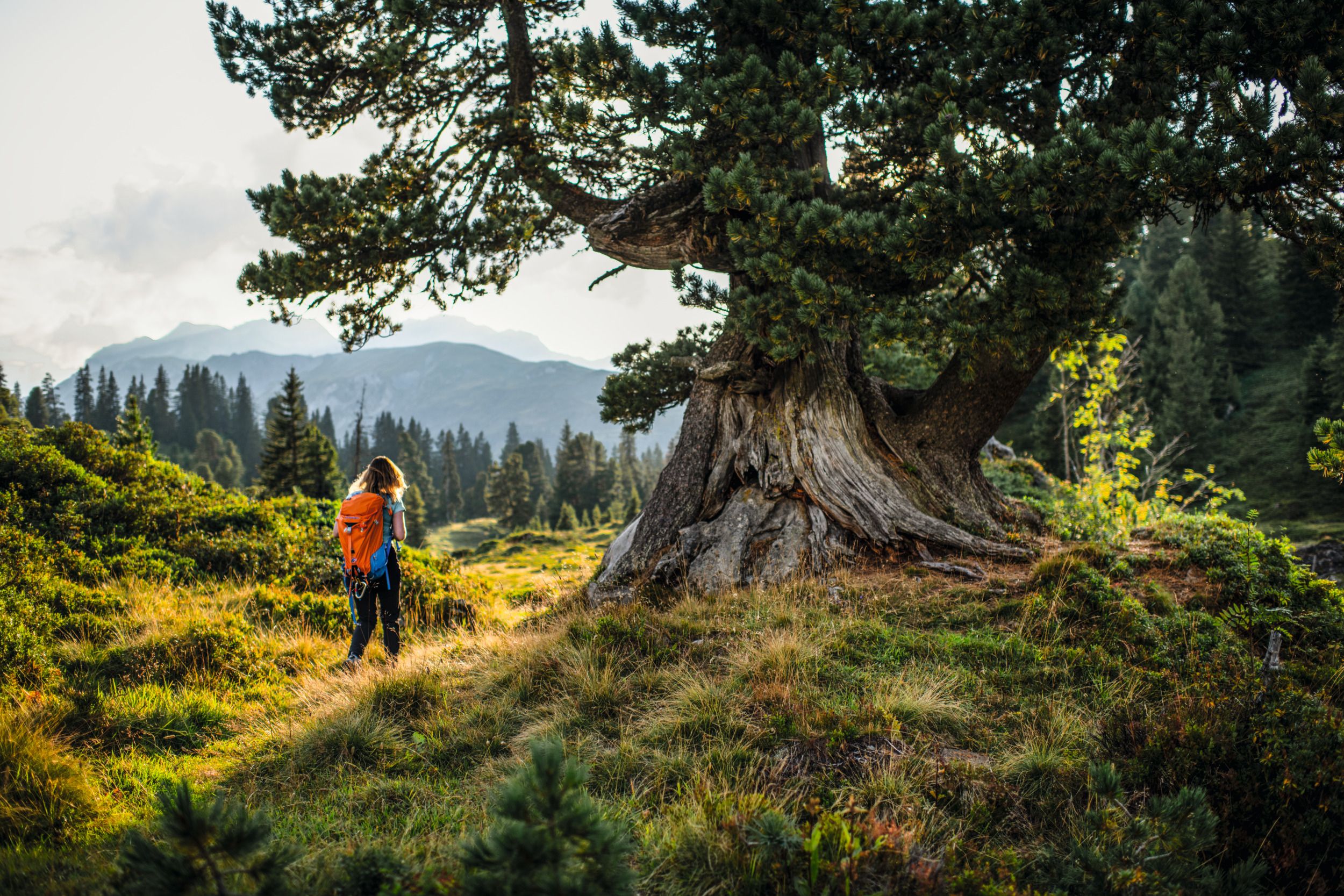 Engelberg: idyllische wandeling in de natuur met grote boom in de zomer en groene weilanden.