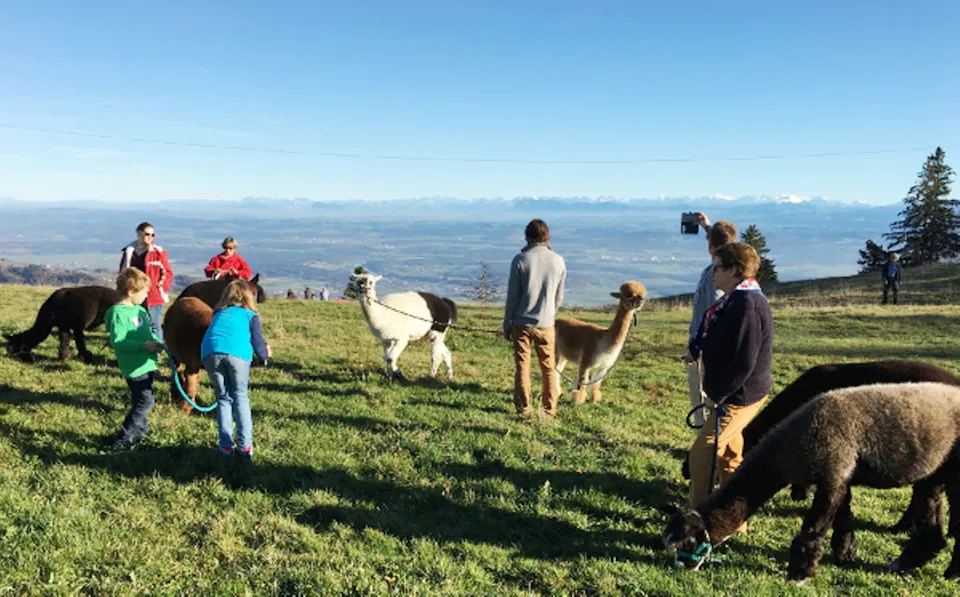 Lama und Alpaka Trekking Alpaka Trekking Balmberg Tannenheim