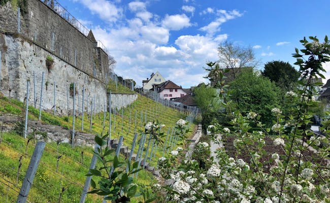 Grădina cu trandafiri din Rapperswil, cu flori colorate și dealuri line, perfectă pentru plimbări romantice.